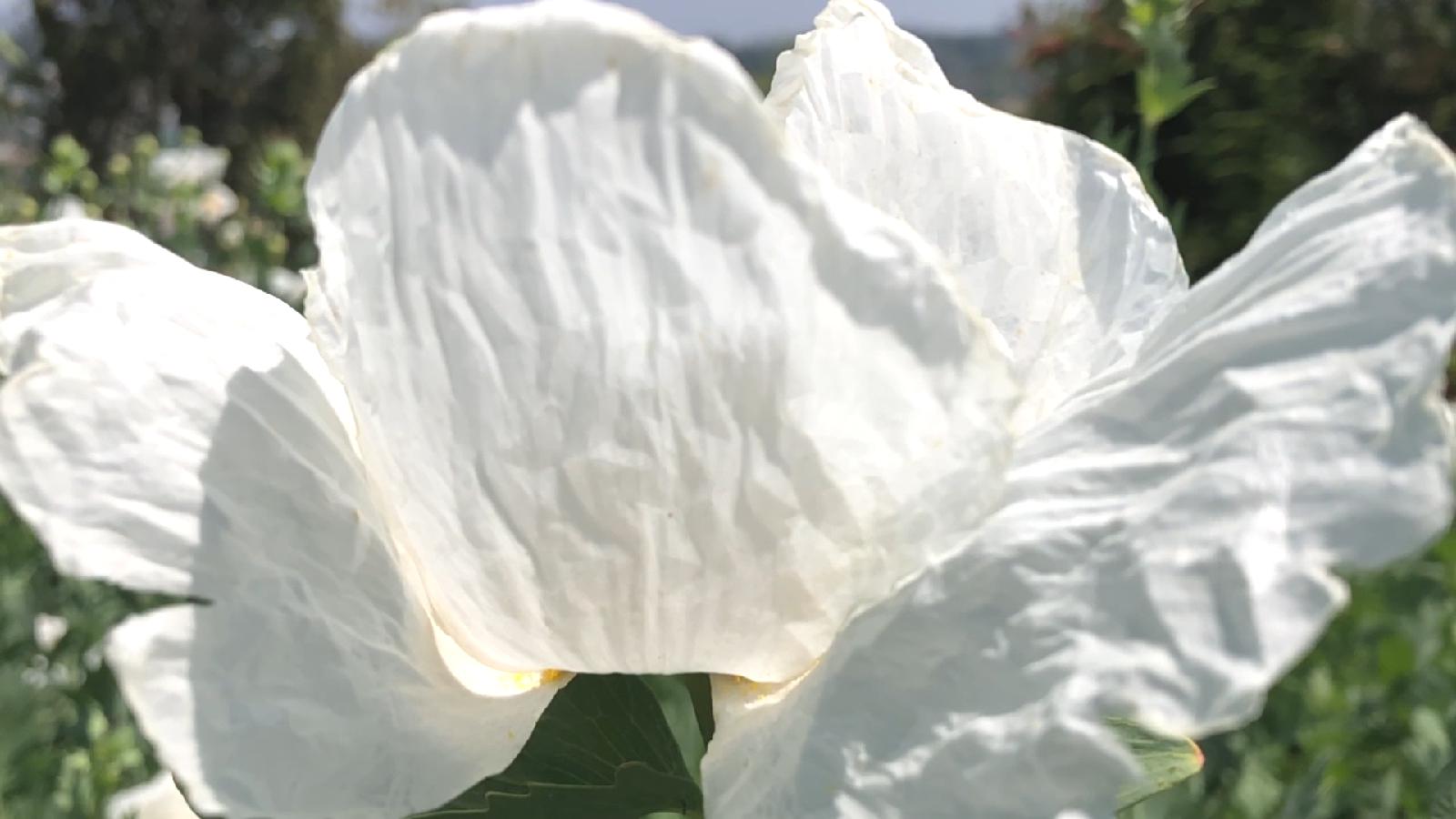 slide 1 - White Matilija Poppy Flower
